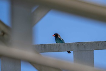 Oriental Dollarbird 熊本 内大臣橋 Sat, 5/18/2024