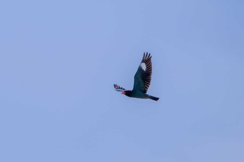 Oriental Dollarbird 熊本県 内大臣橋 Sat, 5/18/2024