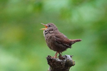 Eurasian Wren Yanagisawa Pass Sun, 5/12/2024