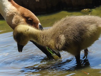 サカツラガン 大池親水公園 2024年5月18日(土)