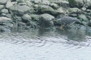 ササゴイ 東京港野鳥公園 2024年5月2日(木)