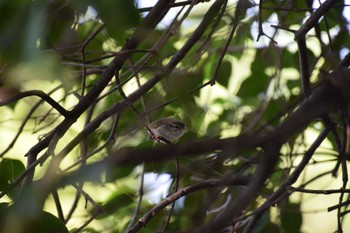 Japanese Leaf Warbler 庄内緑地公園 Sat, 5/18/2024