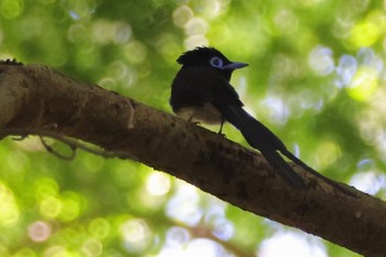 Black Paradise Flycatcher 八王子城跡 Sat, 5/18/2024