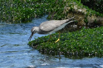 Grey-tailed Tattler 日の出三番瀬沿い緑道 Tue, 5/14/2024