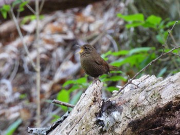Eurasian Wren Karuizawa wild bird forest Sat, 5/11/2024