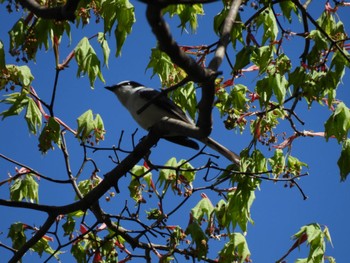 Ashy Minivet Karuizawa wild bird forest Sat, 5/11/2024