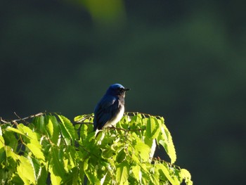 Blue-and-white Flycatcher 湯滝 Sat, 5/18/2024