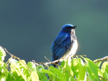 Blue-and-white Flycatcher 湯滝 Sat, 5/18/2024