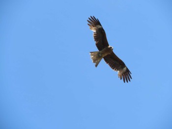 Black Kite Unknown Spots Sat, 5/18/2024