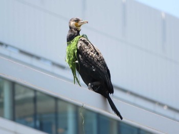 Japanese Cormorant Unknown Spots Sat, 5/18/2024