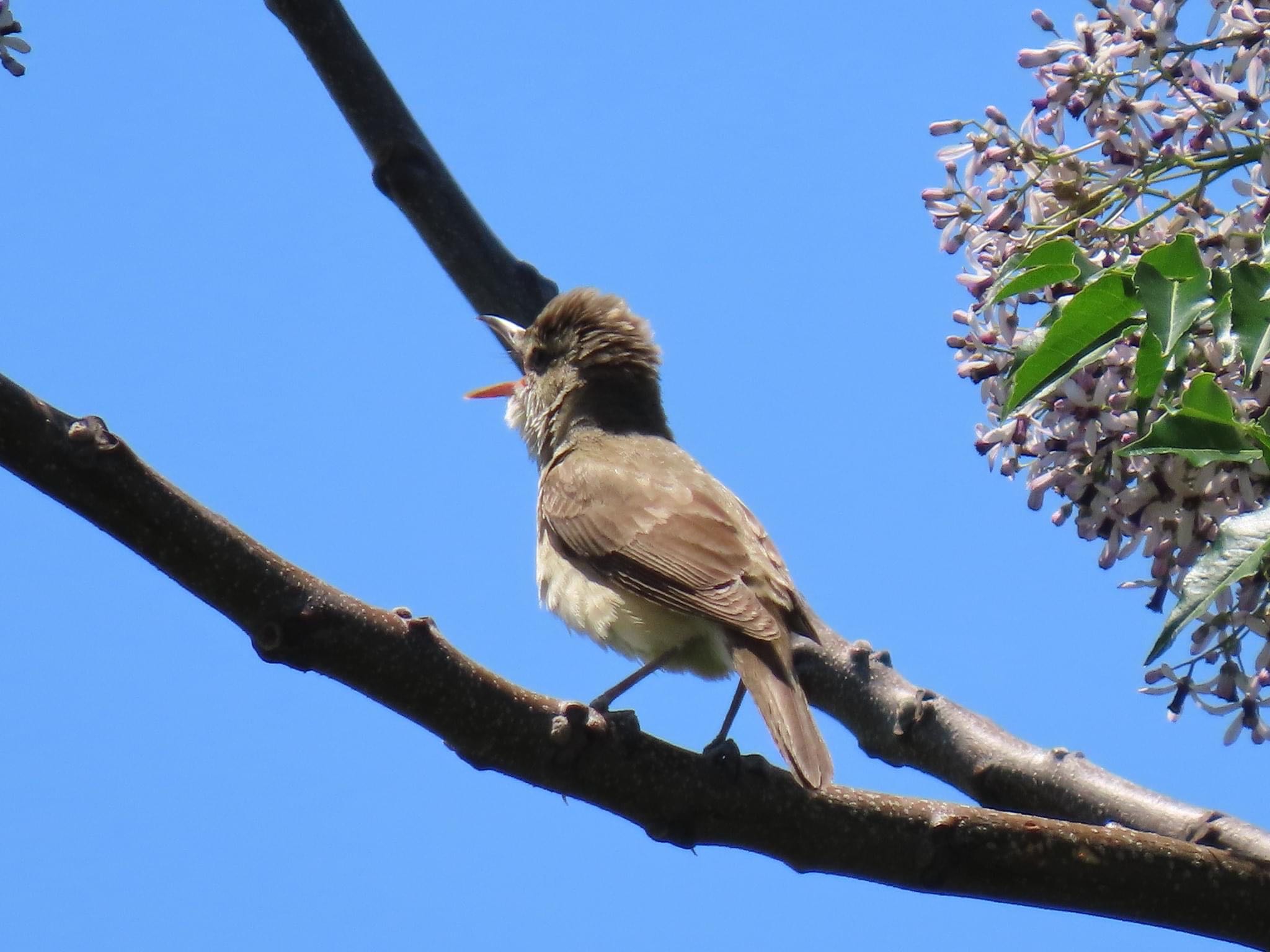 Photo of Oriental Reed Warbler at 淀川河川公園 by えりにゃん店長