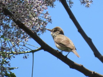 Oriental Reed Warbler 淀川河川公園 Sat, 5/18/2024