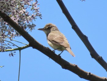 Oriental Reed Warbler 淀川河川公園 Sat, 5/18/2024
