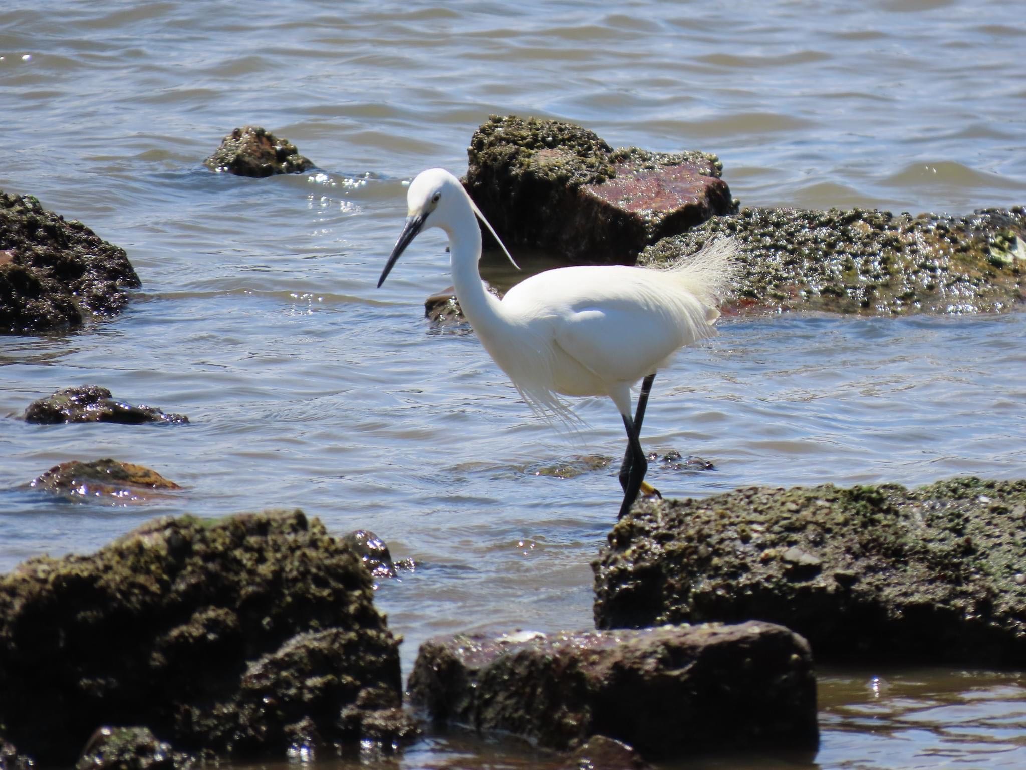 Photo of Little Egret at 淀川河川公園 by えりにゃん店長