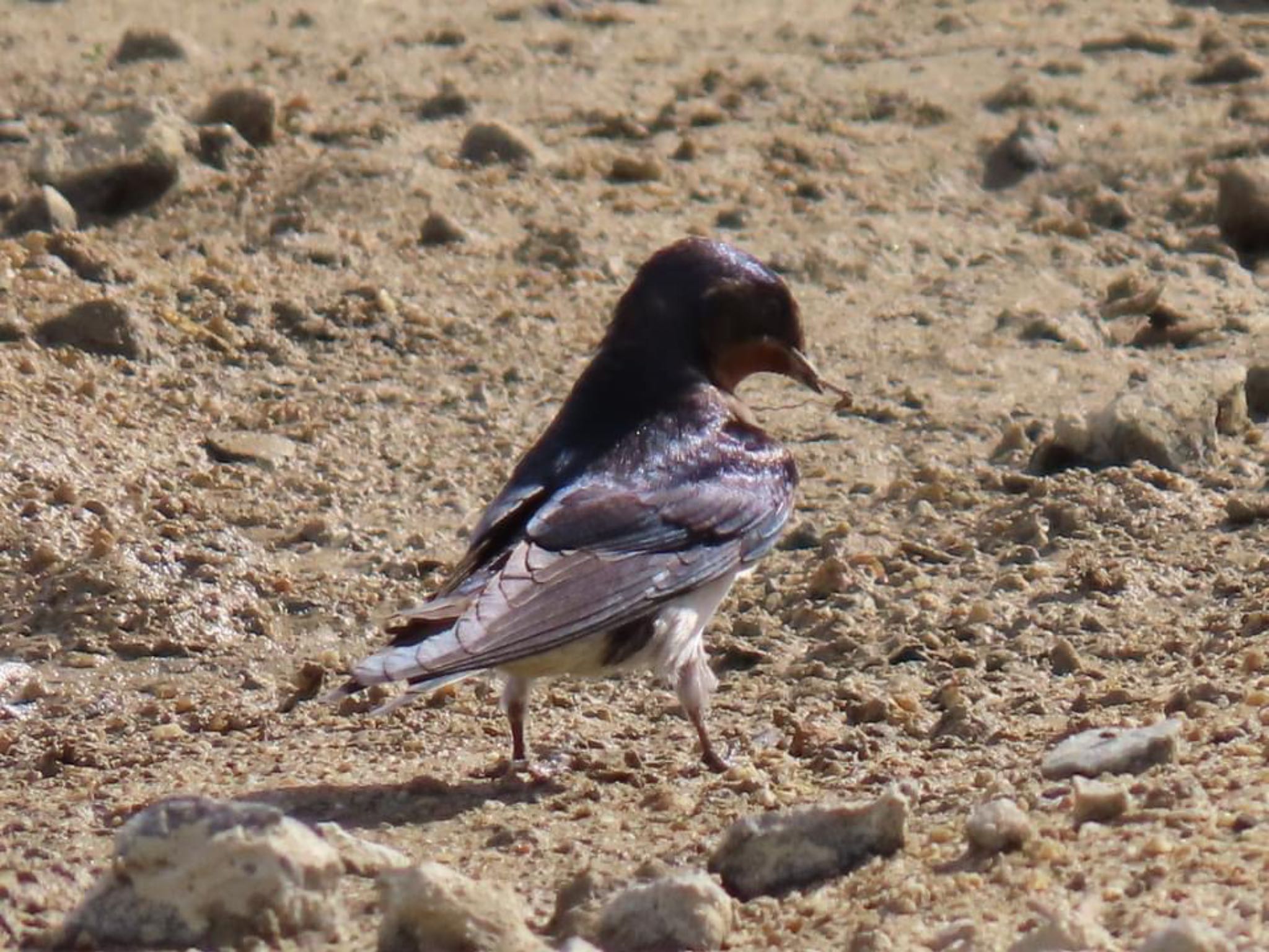 Photo of Barn Swallow at 淀川河川公園 by えりにゃん店長