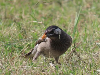 White-cheeked Starling 淀川河川公園 Sat, 5/18/2024