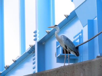 アオサギ 淀川河川公園 2024年5月18日(土)