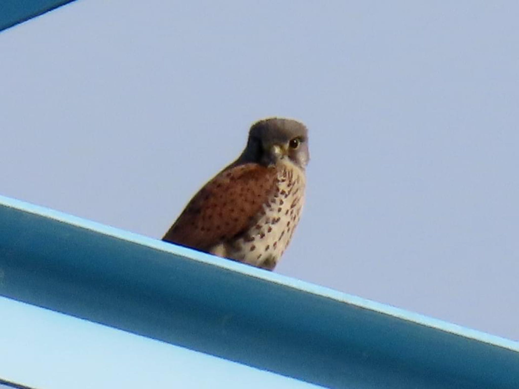 淀川河川公園 チョウゲンボウの写真 by えりにゃん店長