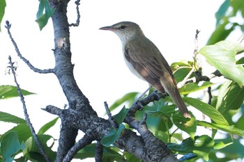 Oriental Reed Warbler Isanuma Sat, 5/18/2024