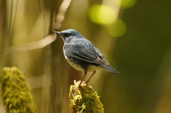 Siberian Blue Robin Unknown Spots Unknown Date