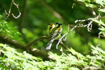 シジュウカラ 京都御苑 2024年5月8日(水)