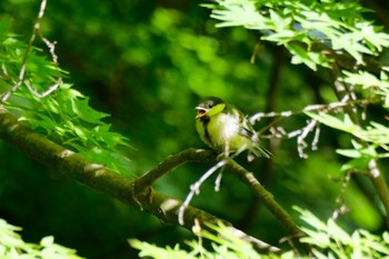 シジュウカラ 京都御苑 2024年5月8日(水)