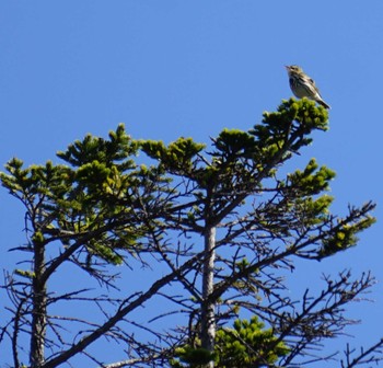 2024年5月18日(土) 高原山の野鳥観察記録