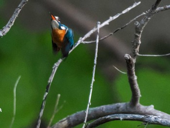 Sat, 5/18/2024 Birding report at 福井緑地(札幌市西区)