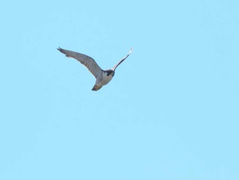 2024年5月18日(土) ふなばし三番瀬海浜公園の野鳥観察記録
