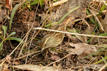 アオジ 舞岡公園 2019年1月5日(土)