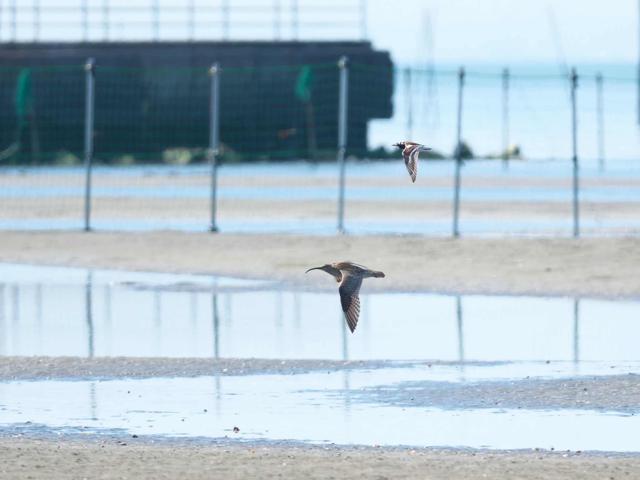 Ruddy Turnstone