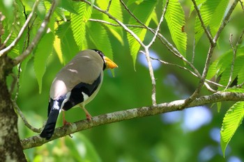 Japanese Grosbeak 丸火自然公園 Fri, 5/17/2024