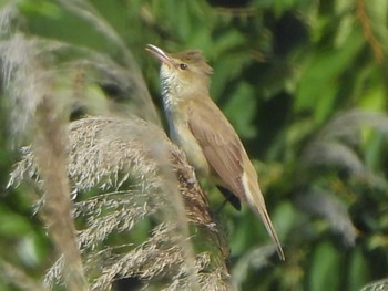 Oriental Reed Warbler Minuma Rice Field Sat, 5/18/2024