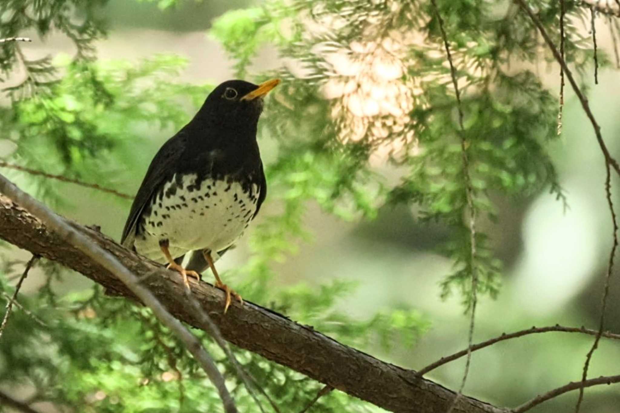 Japanese Thrush