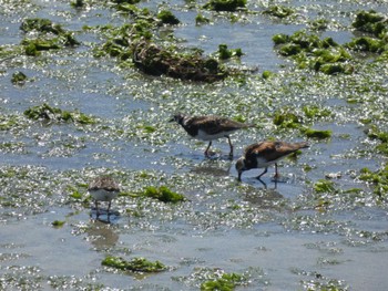 Sat, 5/18/2024 Birding report at Gonushi Coast