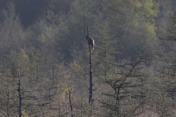 Ural Owl 栃木県日光市 Sat, 5/18/2024