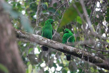 2024年3月2日(土) キナバル公園の野鳥観察記録