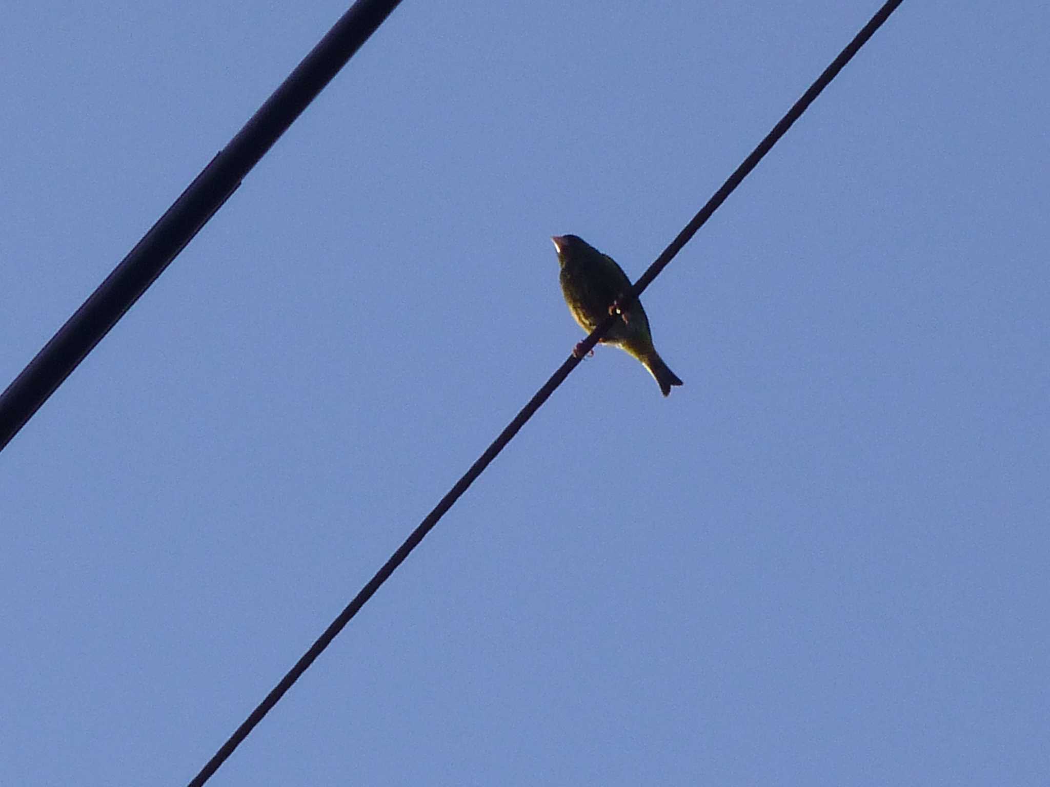 Grey-capped Greenfinch