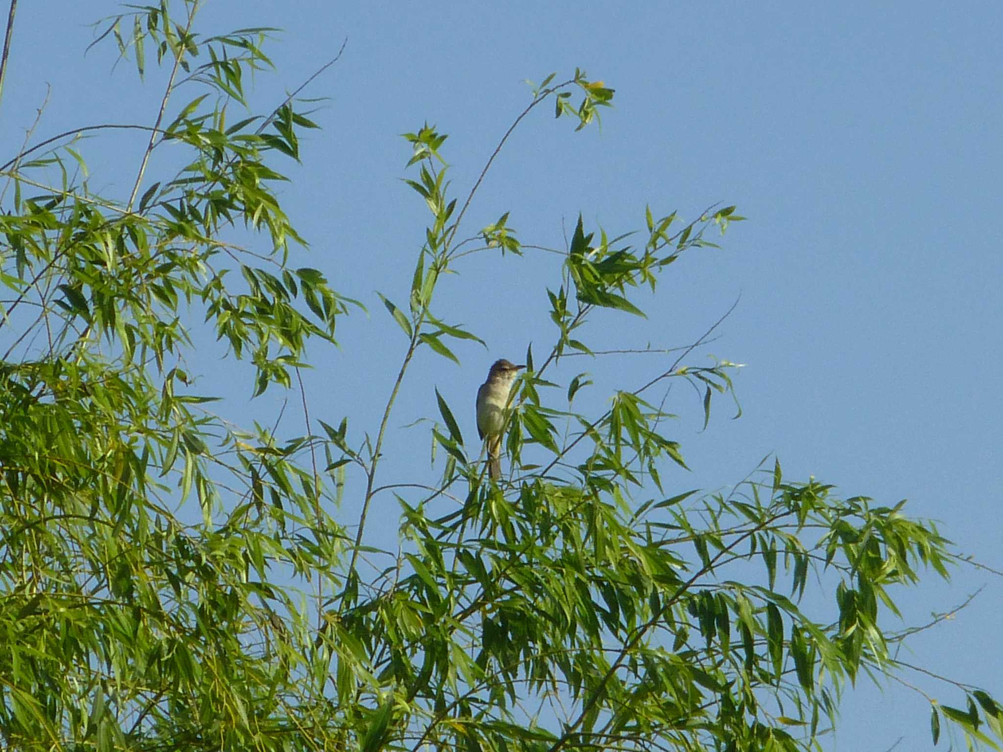 Oriental Reed Warbler