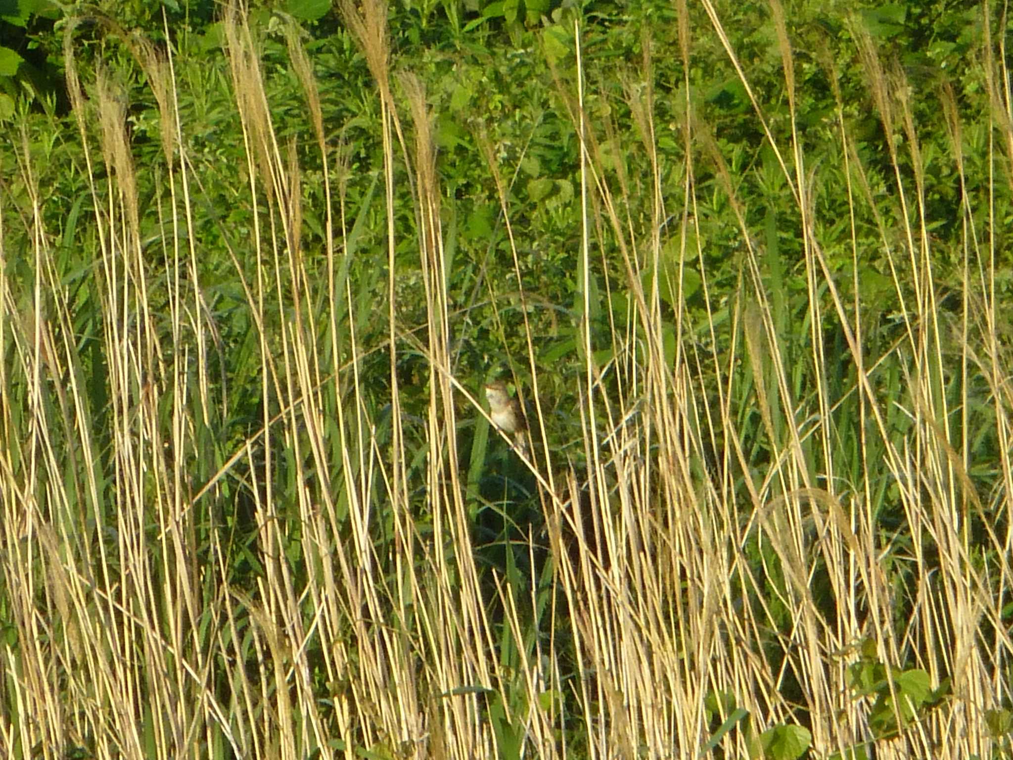 Oriental Reed Warbler