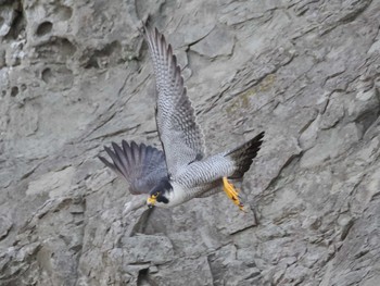 2024年5月18日(土) 神奈川県の野鳥観察記録