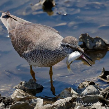 Sat, 5/18/2024 Birding report at Kasai Rinkai Park