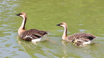 サカツラガン 大池親水公園 2024年5月18日(土)