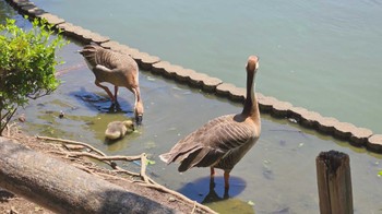 サカツラガン 大池親水公園 2024年5月18日(土)