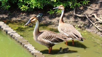 Swan Goose Oikeshinsui Park Sat, 5/18/2024