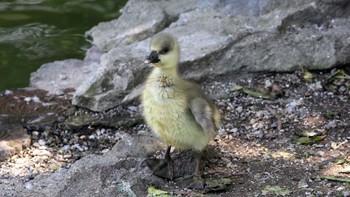 サカツラガン 大池親水公園 2024年5月18日(土)