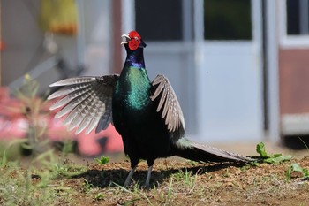 Green Pheasant Teganuma Fri, 5/3/2024