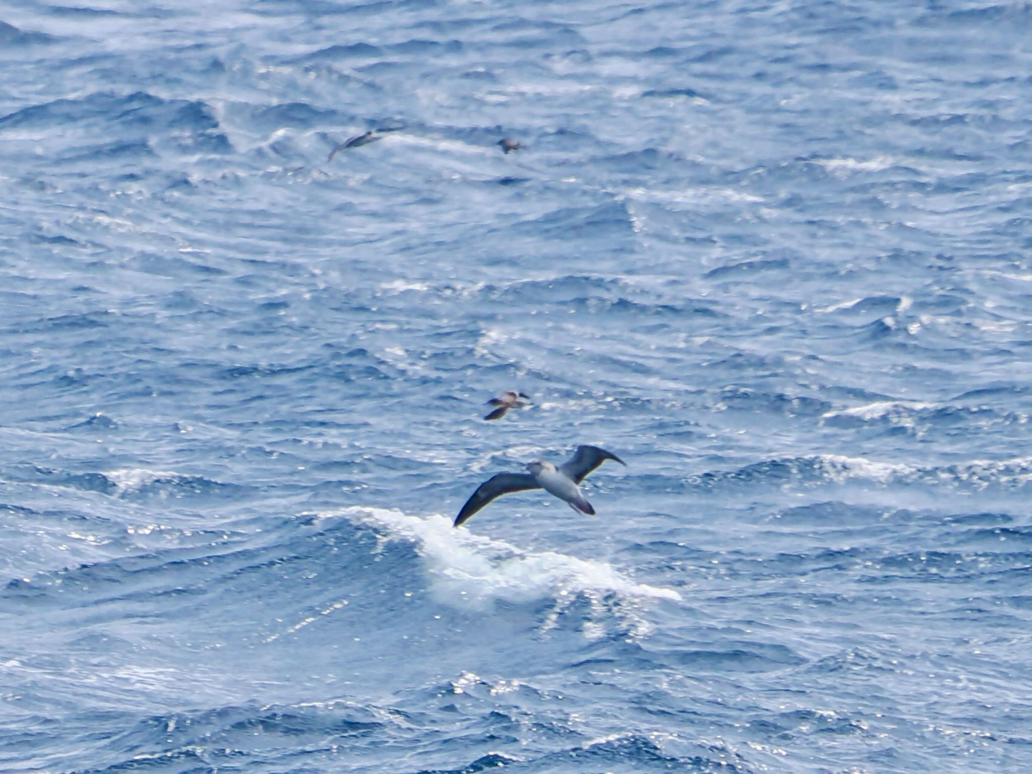 記録用　アナドリ　水面近くを小さな群れで飛んでいた　手前はオオミズナギドリ by クロやん