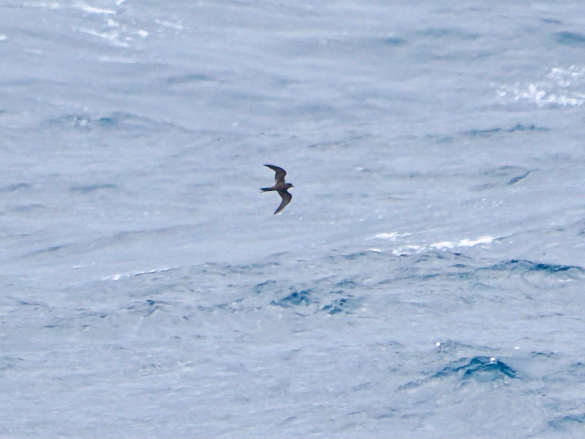 Tristram's Storm Petrel