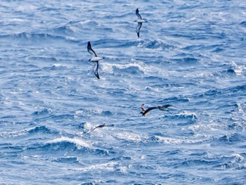 2024年5月2日(木) 八丈島航路の野鳥観察記録